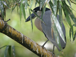 Boat-billed Heron    